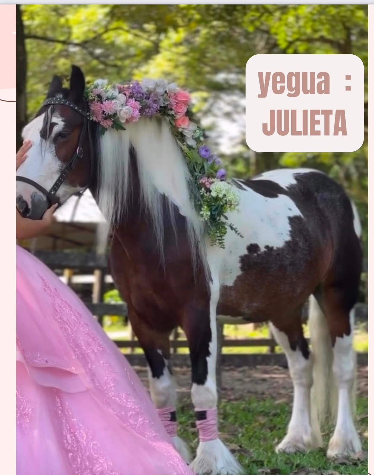 Yegua Julieta